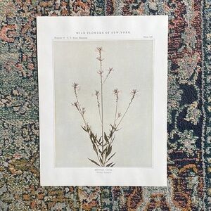 🖤 5/$25 Antique Botanical Plant Print Original over 100 years old Vintage